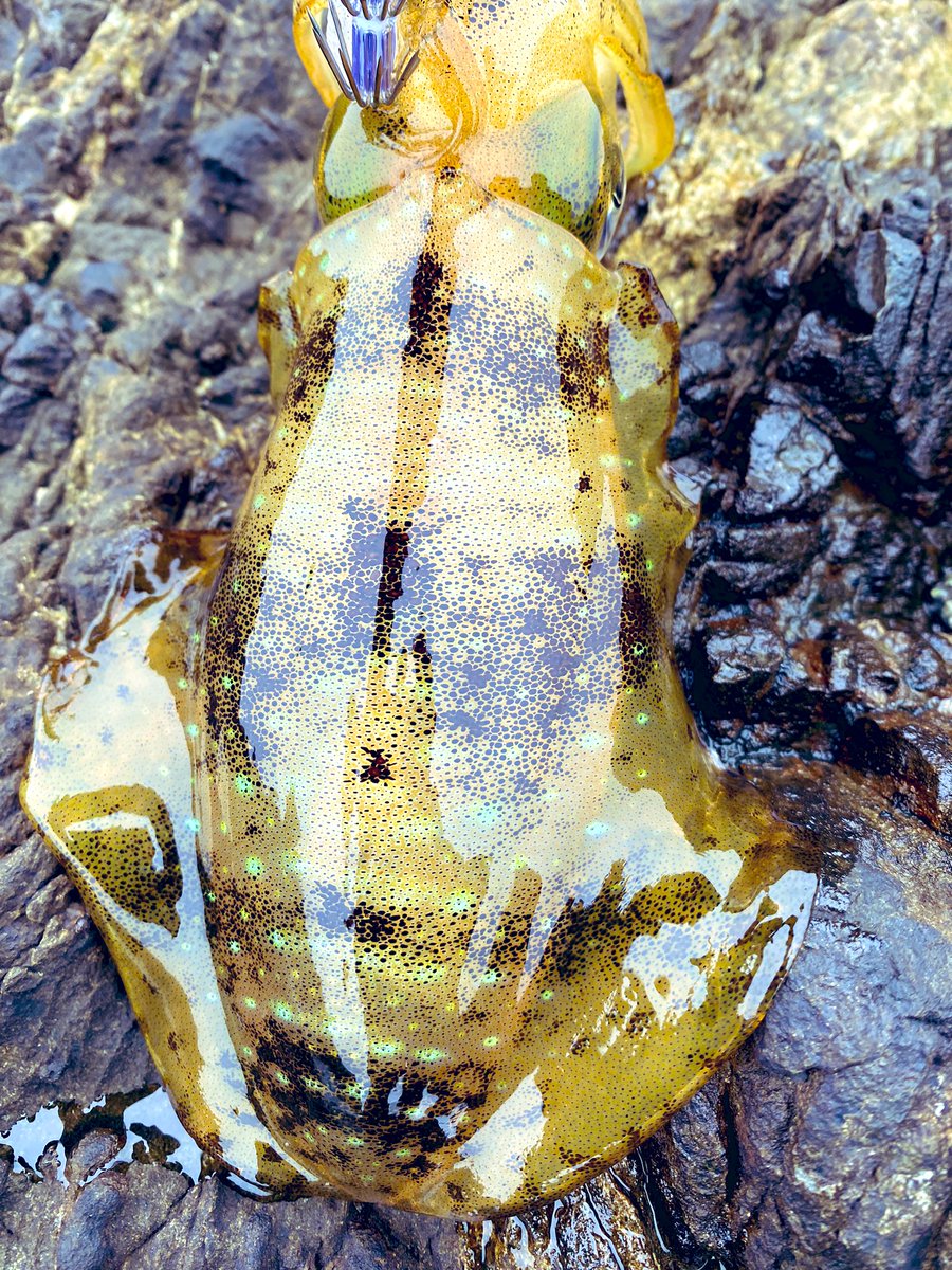 久しぶりの🦑最近天気悪くてなかなかな行けない😂

＃エギング
＃パタパタ