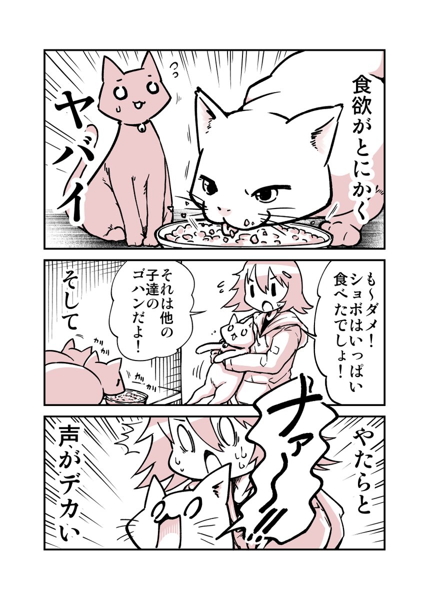 保護猫の子猫達の日記漫画(2/2)
#猫の日 