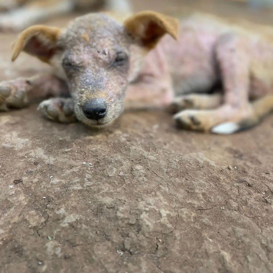 combined dog rescue tweet media
