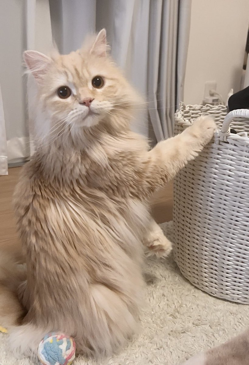 moco_0313's tweet photo. 猫の日だにゃ🐾
#猫の日　#2024 https://t.co/KJndxlXcLd