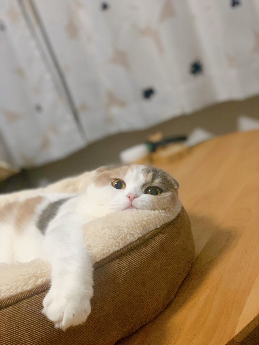 04kari04's tweet photo. @official_jo1 #ねこの日

私のねこちゃんです🐈
あられです☺️✨
究極のツンデレな女の子！！

#JO1 #木全翔也 #KIMATASYOYA 
@official_jo1 https://t.co/TZFpU51MIm