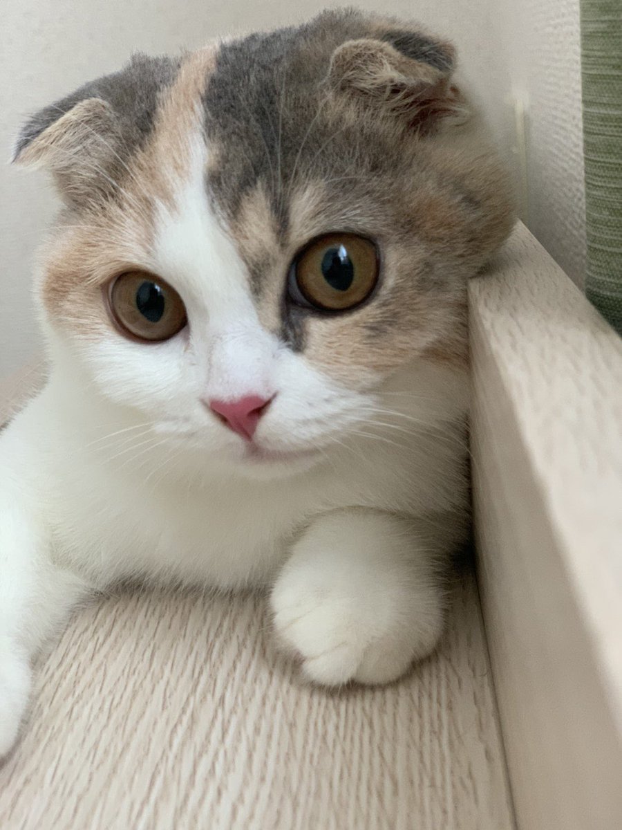04kari04's tweet photo. @official_jo1 #ねこの日

私のねこちゃんです🐈
あられです☺️✨
究極のツンデレな女の子！！

#JO1 #木全翔也 #KIMATASYOYA 
@official_jo1 https://t.co/TZFpU51MIm