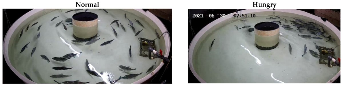 Fishes_MDPI's tweet image. #FishesMDPI #HighlyCitedPaper 

🐬&quot;#IntelligentDiagnosis of #FishBehavior Using Deep Learning Method&quot; by Usama Iqbal et al.

👉mdpi.com/2410-3888/7/4/…

📌#deeplearning #advanceanalytics #fishfarming #aquaculture