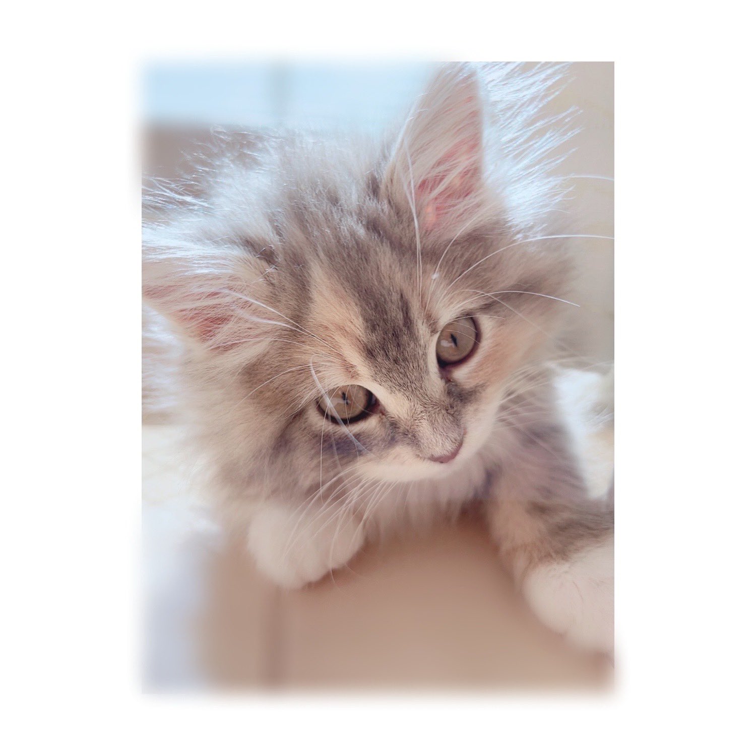 【天然石入り】魔女猫なのに魔除する猫ちゃんストラップ☆スライディング 天然石入り】魔女猫なのに魔除する猫ちゃんストラップ☆スライディング