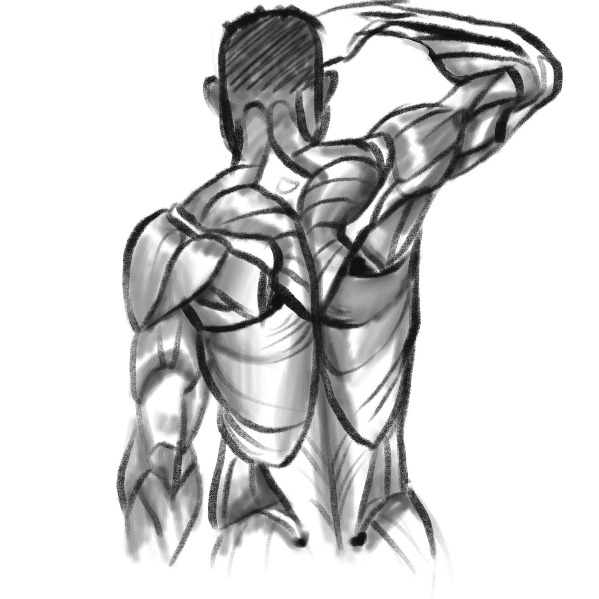 Anatomy warmup from yesterday!