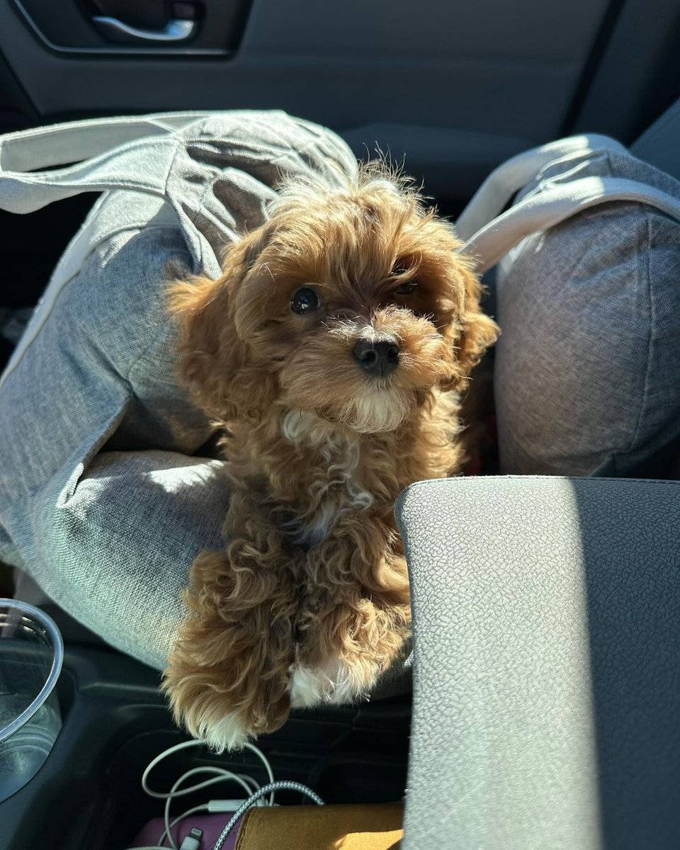 FUNNYFUZZY_PET tweet media