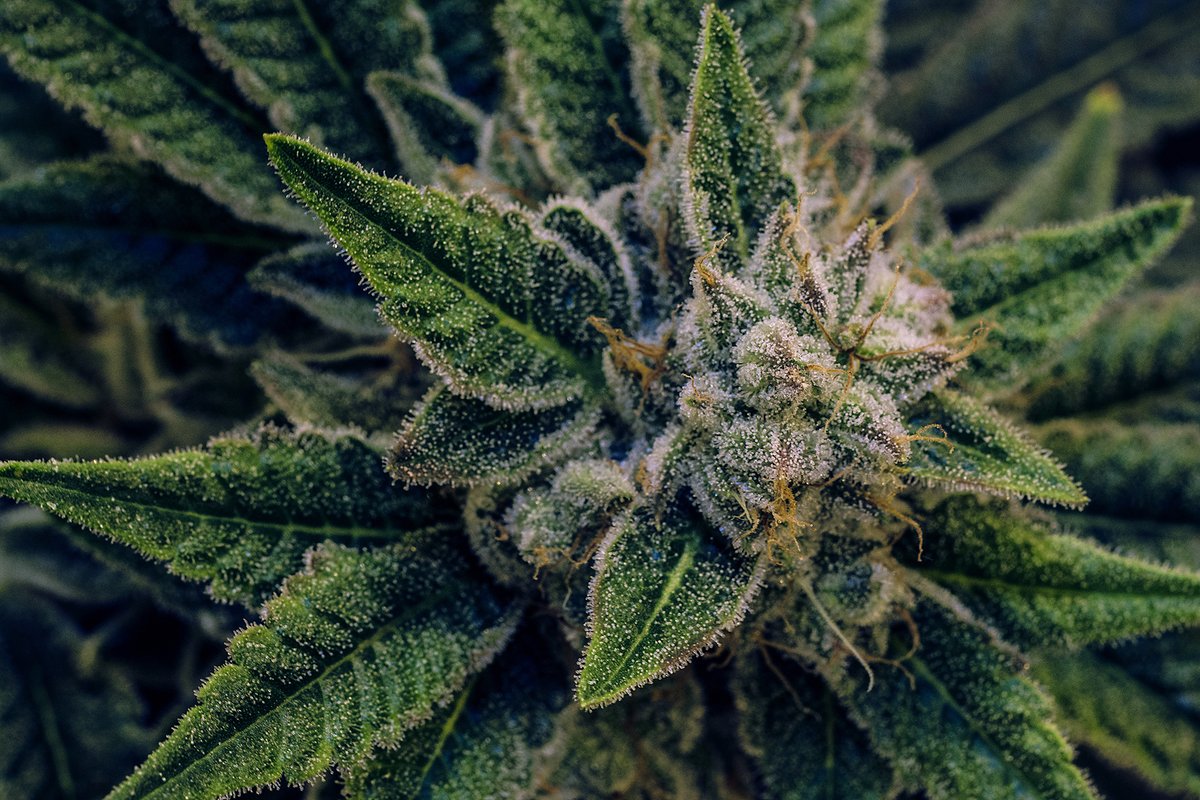 The legend of the Gentlemen Smugglers is preserved in the trichomes and leaves of these extraordinary plants.