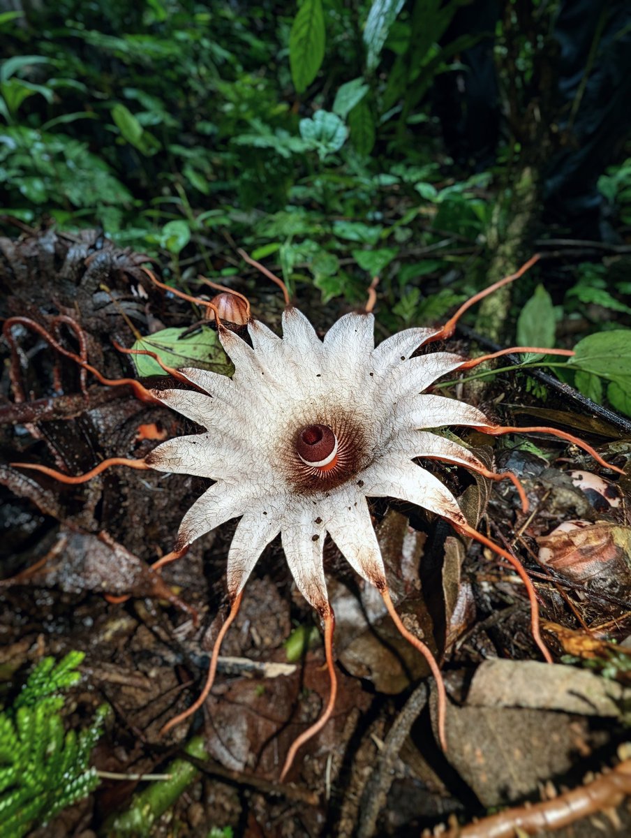 thorogoodchris1's tweet photo. We've seen the world's largest flowers on this expedition into the Sumatran rainforest. Now for the strangest: a very rare flower called Rhizanthes deceptor, seen by few, and found only in this wilderness. Here they call it a star, and it lit up our day. https://t.co/IbKUEr9tP2