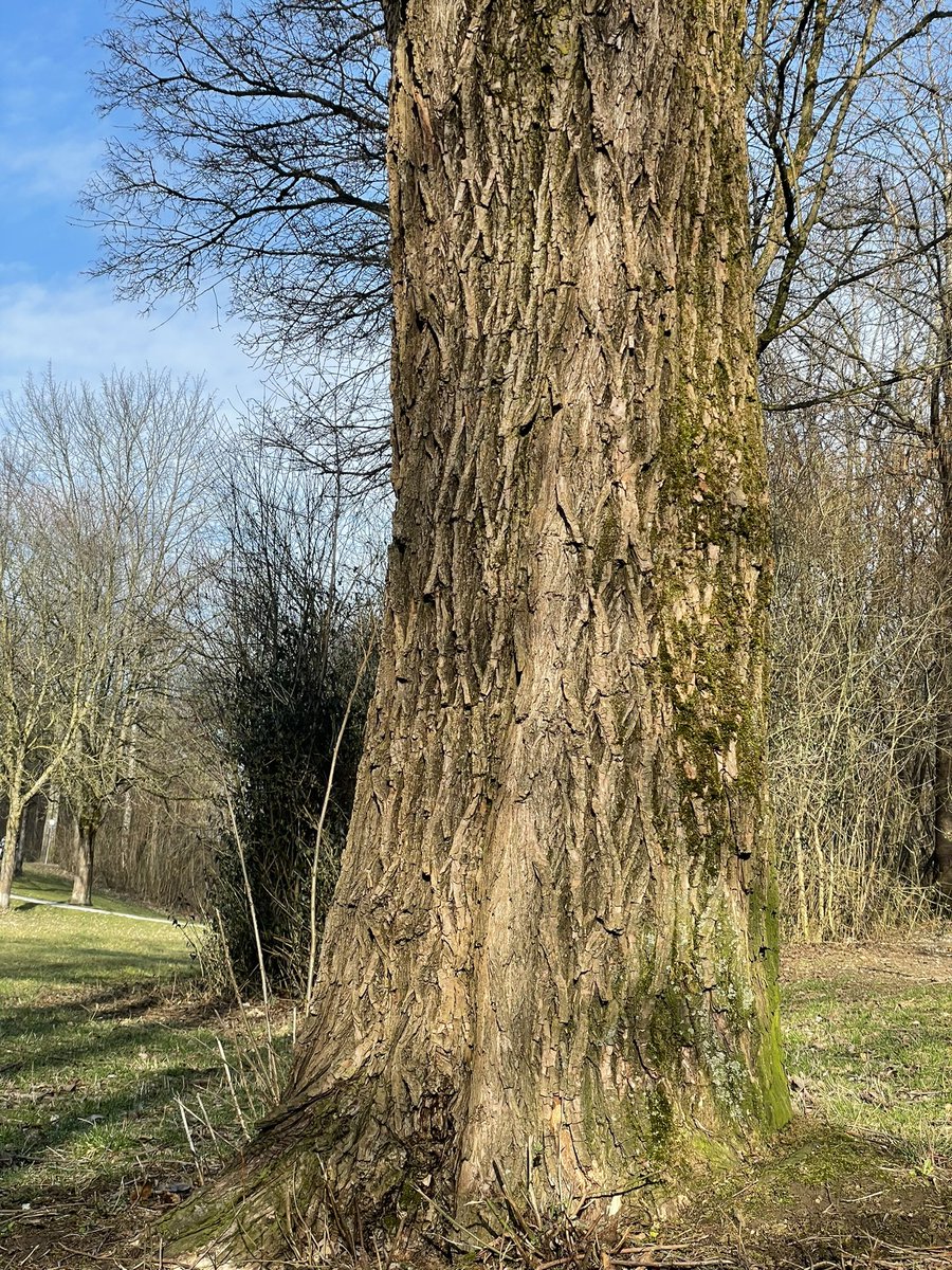 geraldseny's tweet photo. 🌳🌳🌳🌳🌏 https://t.co/bNpXVxkddy