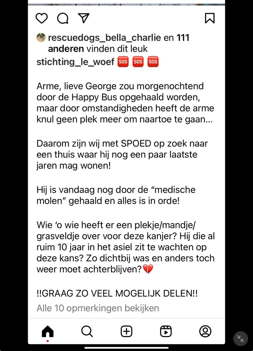 scheulderman75's tweet image. Hij had na tien jaar asiel eindelijk een huisje, maar toen ging dat toch weer niet door 💔 George zoekt een warme mand, mensen #adoptdontshop