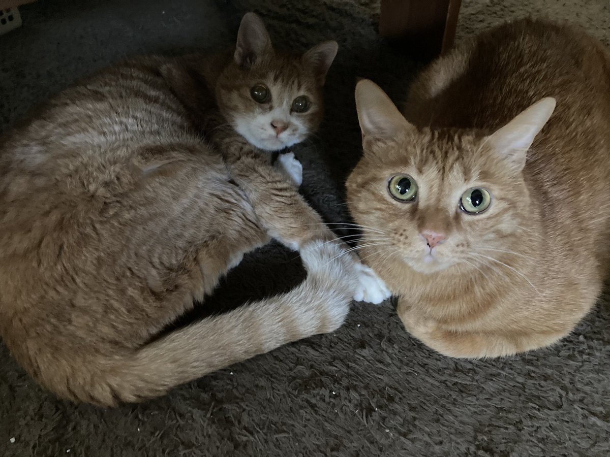 OECU_kisuke's tweet photo. 猫の日なんで、うちの猫たちの写真を投下 https://t.co/UuqzOZZSD9