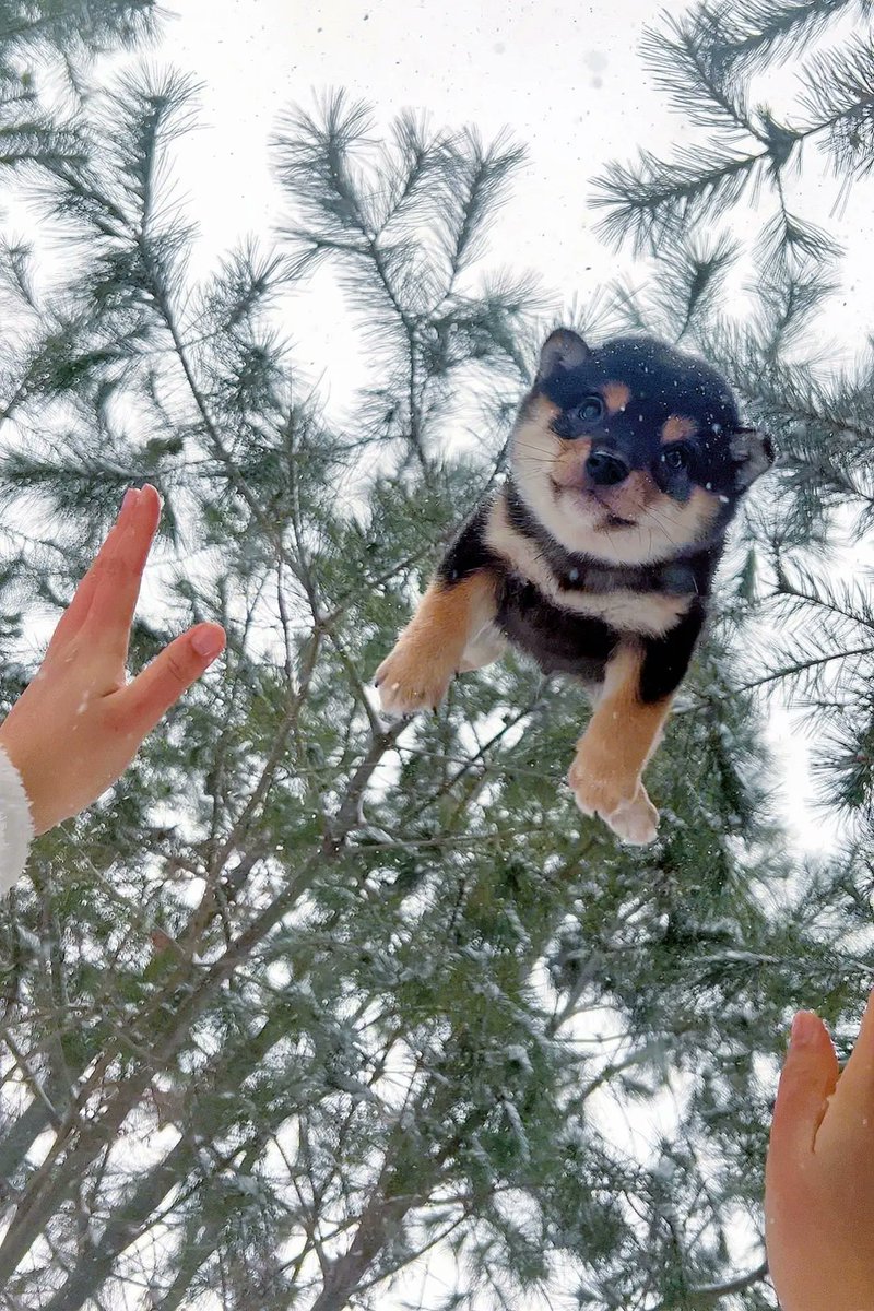 PetsFunny20860's tweet photo. A puppy fell from the sky☃️😮
#柴犬のいる暮らし #柴犬コイン #柴犬スティーブ #柴犬迷子 #柴犬スティーブch #柴犬好きさんと繋がりたい #DOG https://t.co/gPmB8SfPWs