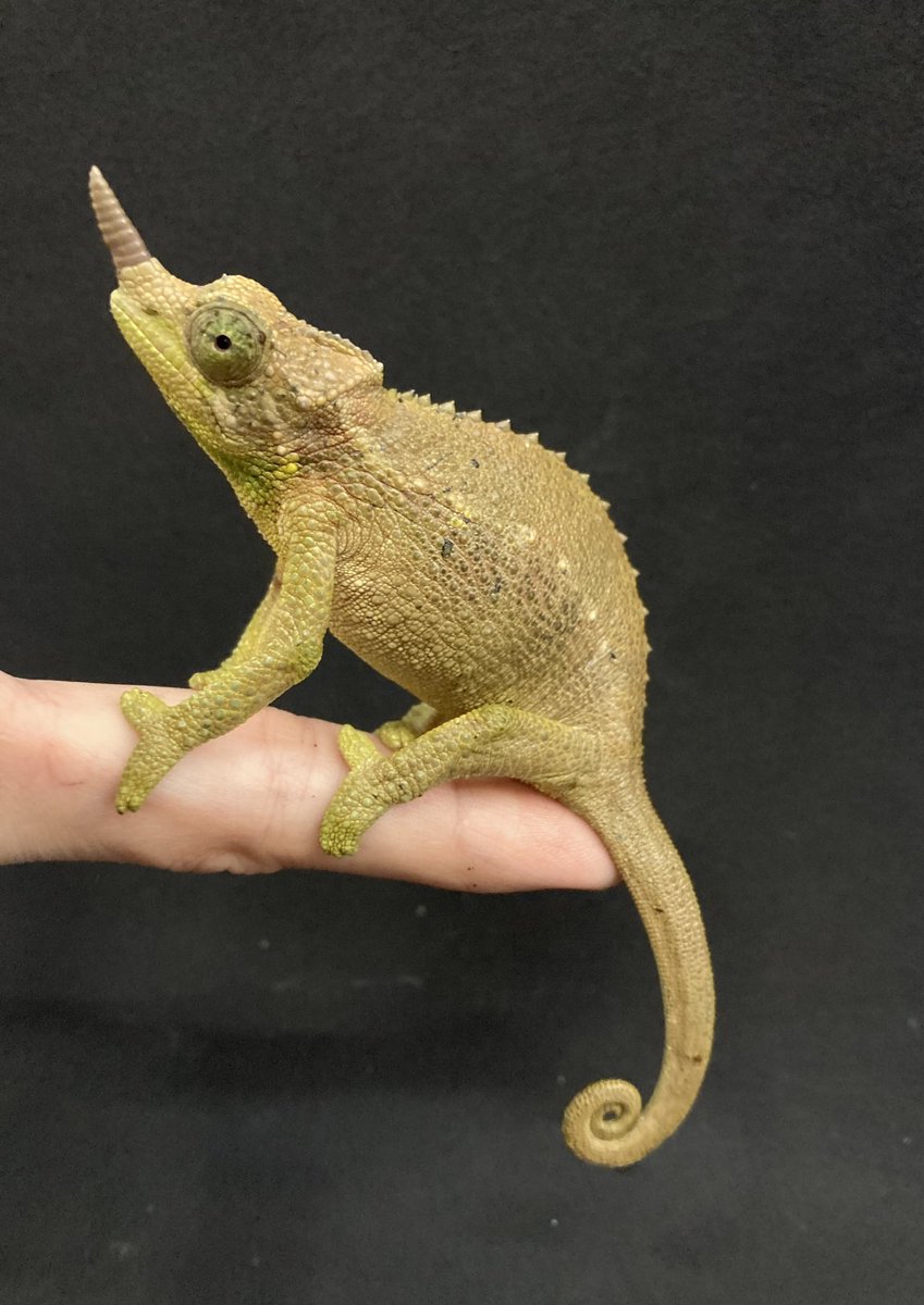 かねだい横浜店 on X