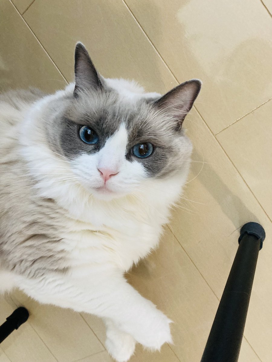 Oh_My_Calcho's tweet photo. @uchinokomaker かるちょです！よろしくお願いしますにゃ😺
#猫の日 https://t.co/f6fI1ekyxL