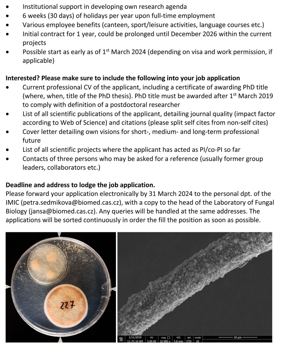 A new postdoc vacancy available immediately and until end 2026 - interaction/communication between arbuscular mycorrhizal fungi and their hyphosphere microbiomes.