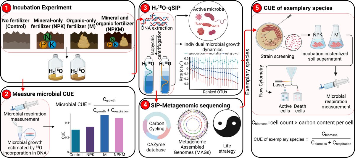 Active microbial population dynamics and life strategies drive the enhanced carbon use efficiency in high-organic matter soils

-in <a href="/mbiojournal/">mBio</a> 

journals.asm.org/doi/10.1128/mb…
