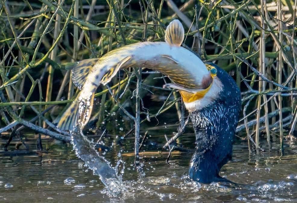 Bombora_'s tweet image. Amazing set of photographs of a cormorant feeding on a pike on Exeter Canal.
📷James Amery.