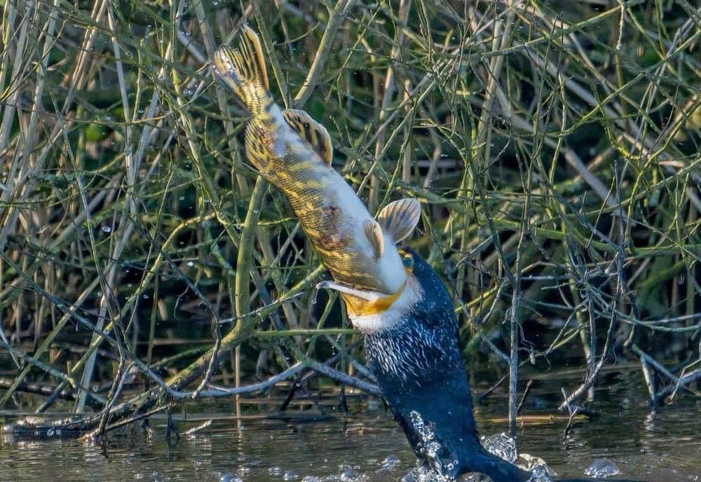 Bombora_'s tweet image. Amazing set of photographs of a cormorant feeding on a pike on Exeter Canal.
📷James Amery.