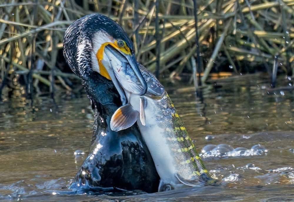 Bombora_'s tweet image. Amazing set of photographs of a cormorant feeding on a pike on Exeter Canal.
📷James Amery.