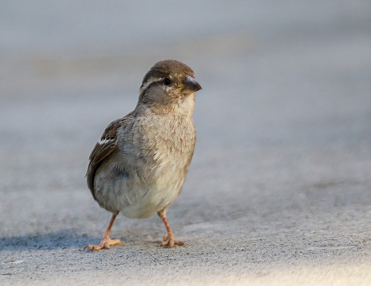 rrowlee's tweet photo. House Sparrows are everywhere #Hawaii #birds #birdphotography https://t.co/Y85uLzCoeW