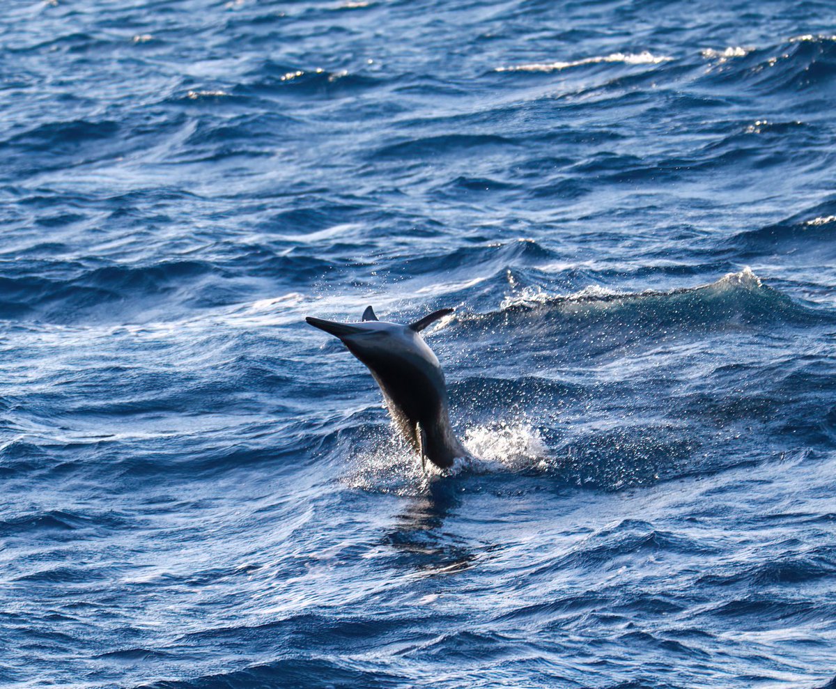rrowlee's tweet photo. Spinner Dolphins off the East coast of Kauai #Hawaii #NaturePhotography #nature #Dolphins https://t.co/pYK51A12Y8