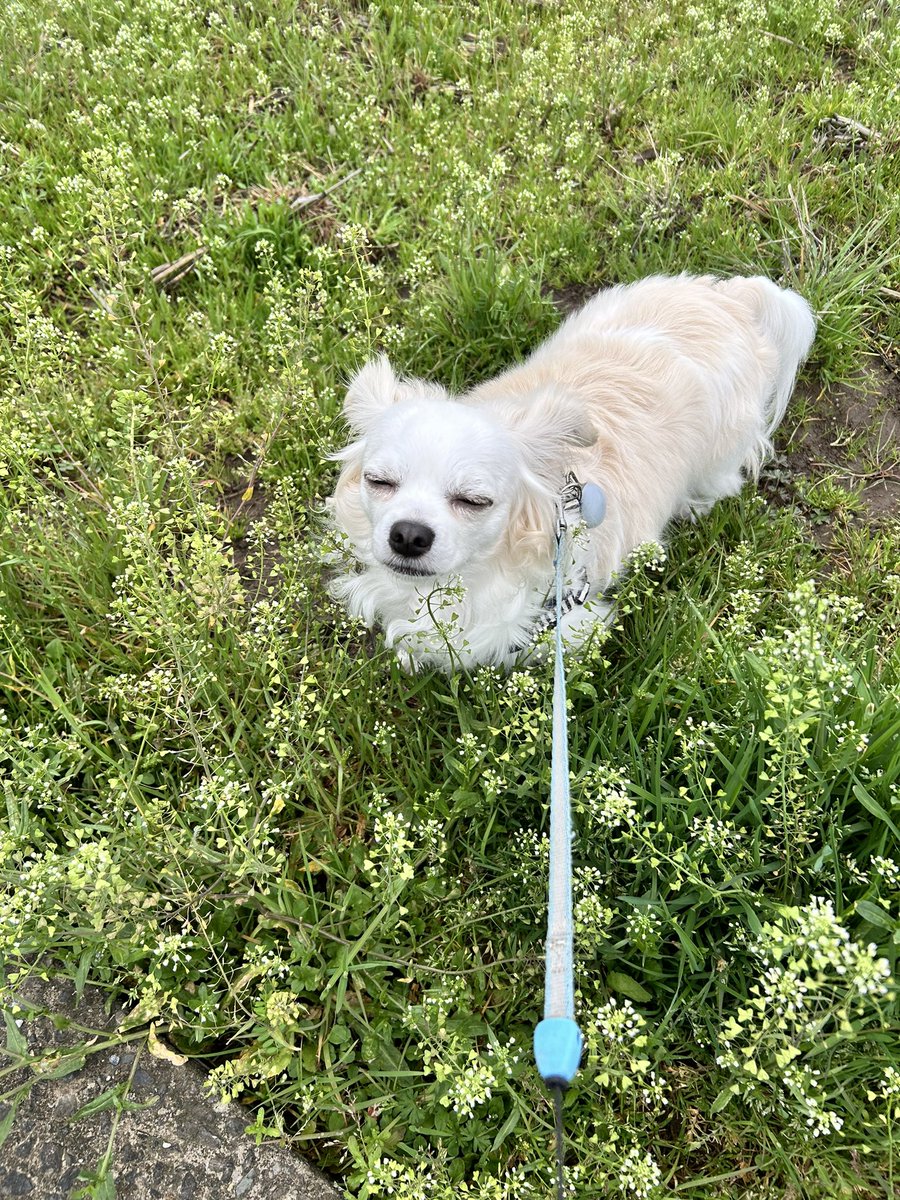 comcomcomg's tweet image. きょうのくうきは ちょっとつめたい