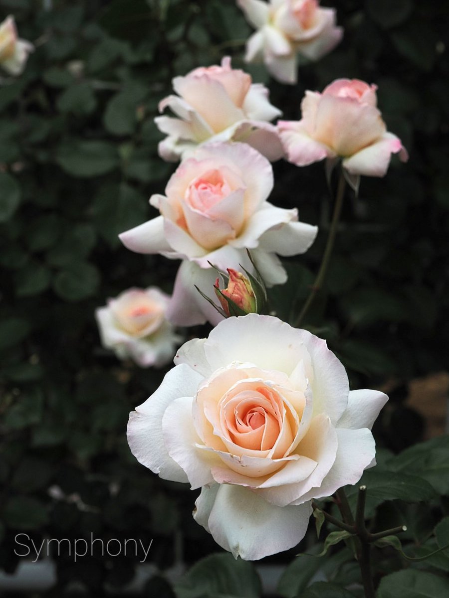 symphony333's tweet photo. At Nozuta Park Rose Plaza

Thank you as always for the likes and reposts 💐🙏🍀

🌹May you have much happiness 🌹

I'm looking forward to seeing everyone's posts

I'm sorry, but I can't like posts with #"hashtag" 4 or higher.
And I don't watch YouTube🙏

※All rights reserved※ https://t.co/XKTthzQYEw