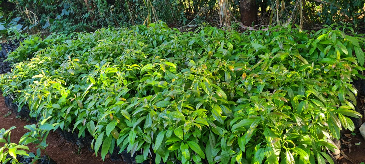 YouthFutureLab's tweet photo. π± Thrilled to share that our Maguguni Avocado seedlings at Youth Future Lab are thriving and ready for sale! π₯ DM us to bring home these healthy, green companions and join us in cultivating a sustainable future. πΏπ #YouthFutureLab #AvocadoLove https://t.co/u3s1KWxMNq