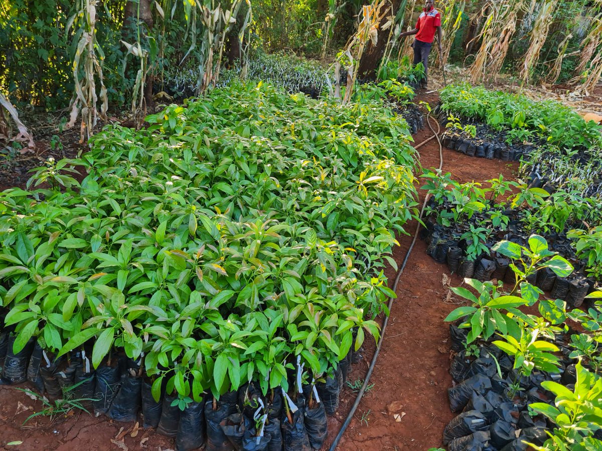 YouthFutureLab's tweet photo. π± Thrilled to share that our Maguguni Avocado seedlings at Youth Future Lab are thriving and ready for sale! π₯ DM us to bring home these healthy, green companions and join us in cultivating a sustainable future. πΏπ #YouthFutureLab #AvocadoLove https://t.co/u3s1KWxMNq