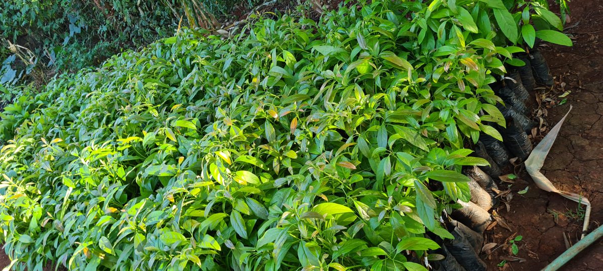 YouthFutureLab's tweet photo. π± Thrilled to share that our Maguguni Avocado seedlings at Youth Future Lab are thriving and ready for sale! π₯ DM us to bring home these healthy, green companions and join us in cultivating a sustainable future. πΏπ #YouthFutureLab #AvocadoLove https://t.co/u3s1KWxMNq