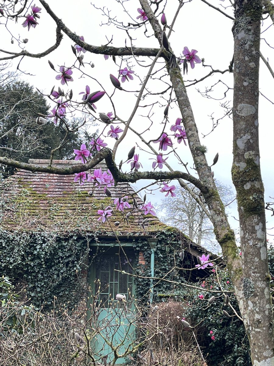 Morning, with me on #mycommute is easily one of my favourite plants in the garden…Magnolia sargentiana var. robusta ‘Blood Moon’ no words to describe its beauty! 😍 @RCM_Group @CwllGardenSoc #magnolia #beauty #beautiful #stunning #spring #flowers #bloodmoon #myfavourite