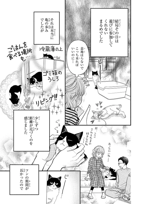 ひとめぼれした保護猫を我が家に迎える話(3/4) 