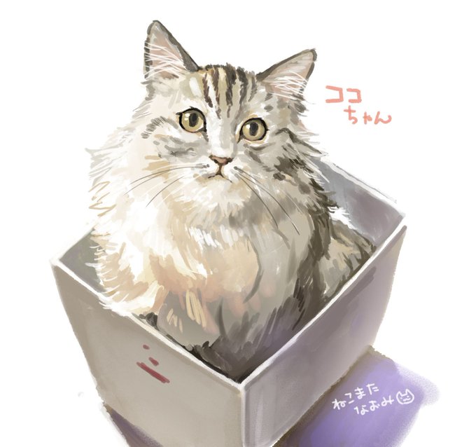 「段ボール箱 猫」のTwitter画像/イラスト(新着)