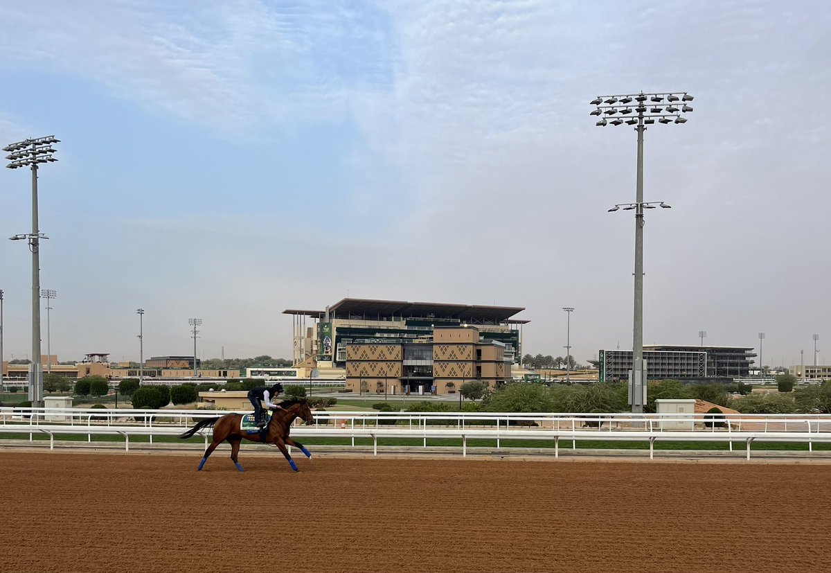 @PreaknessStakes 2023 & @PegasusWorldCup 2024 winner National Treasure getting used to the @JCSA_Racing King Abdulaziz Racetrack before he runs in @TheSaudiCup for trainer @BobBaffert, could he make it his third G1 win in 12 months? 🐎🇺🇸 

#SaudiCup #HorseRacing