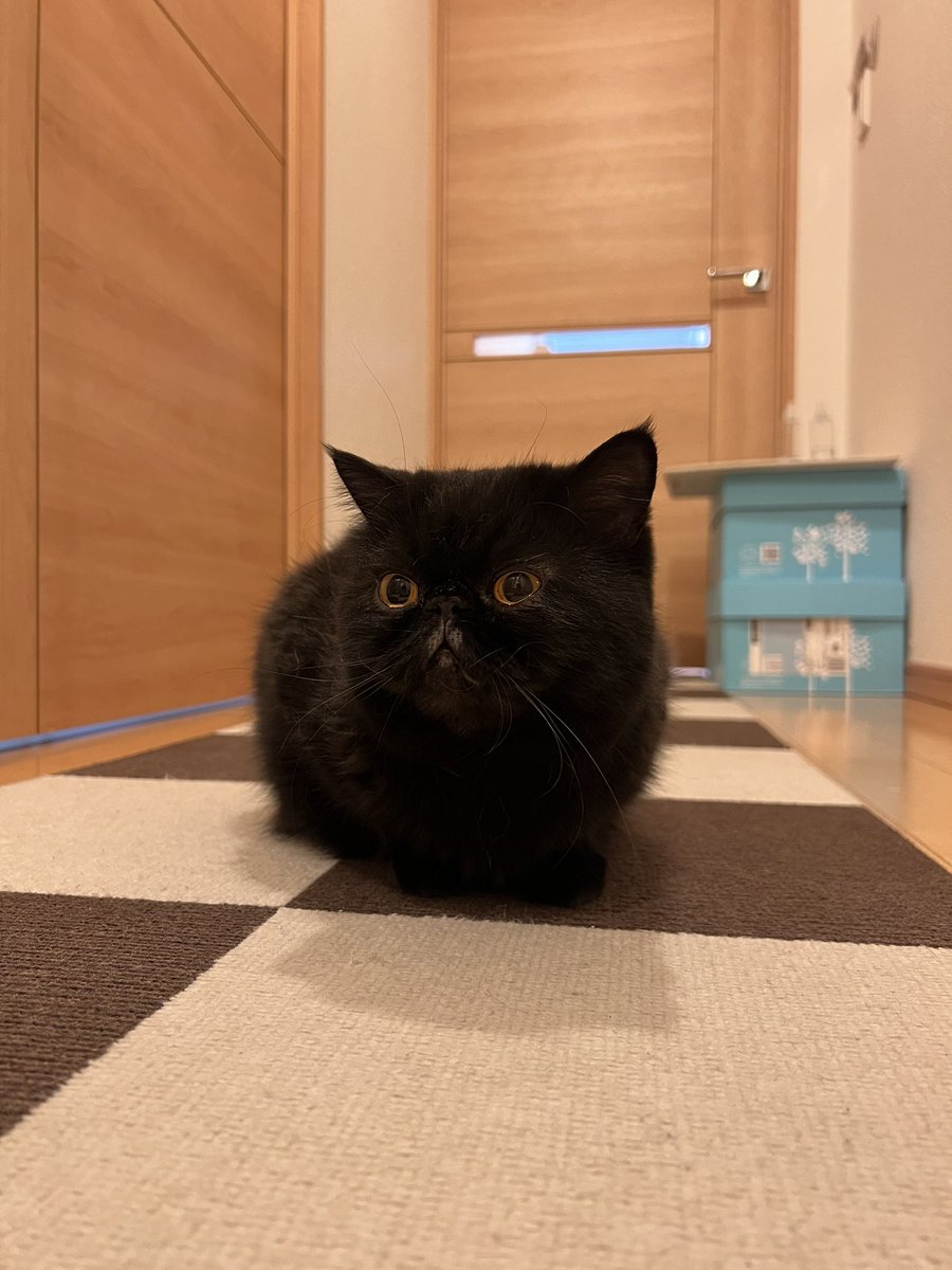 jazz_model's tweet image. 我社のねこ様をお納め下さい。
 #にゃんにゃんにゃんの日