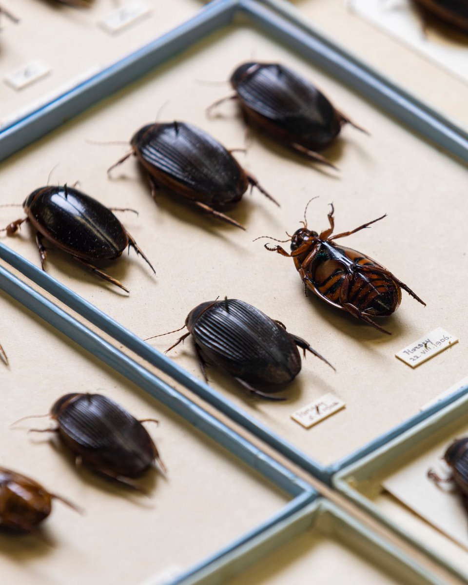 I’m pleased to be able to finally share this NEW RESOURCE we have created! ‘Caring for entomology collections’ provides an introduction to the management of insect collections: 📌 nms.ac.uk/EntomologyTrai… Hopefully useful for students & citizen scientists, as well as museums 🪲