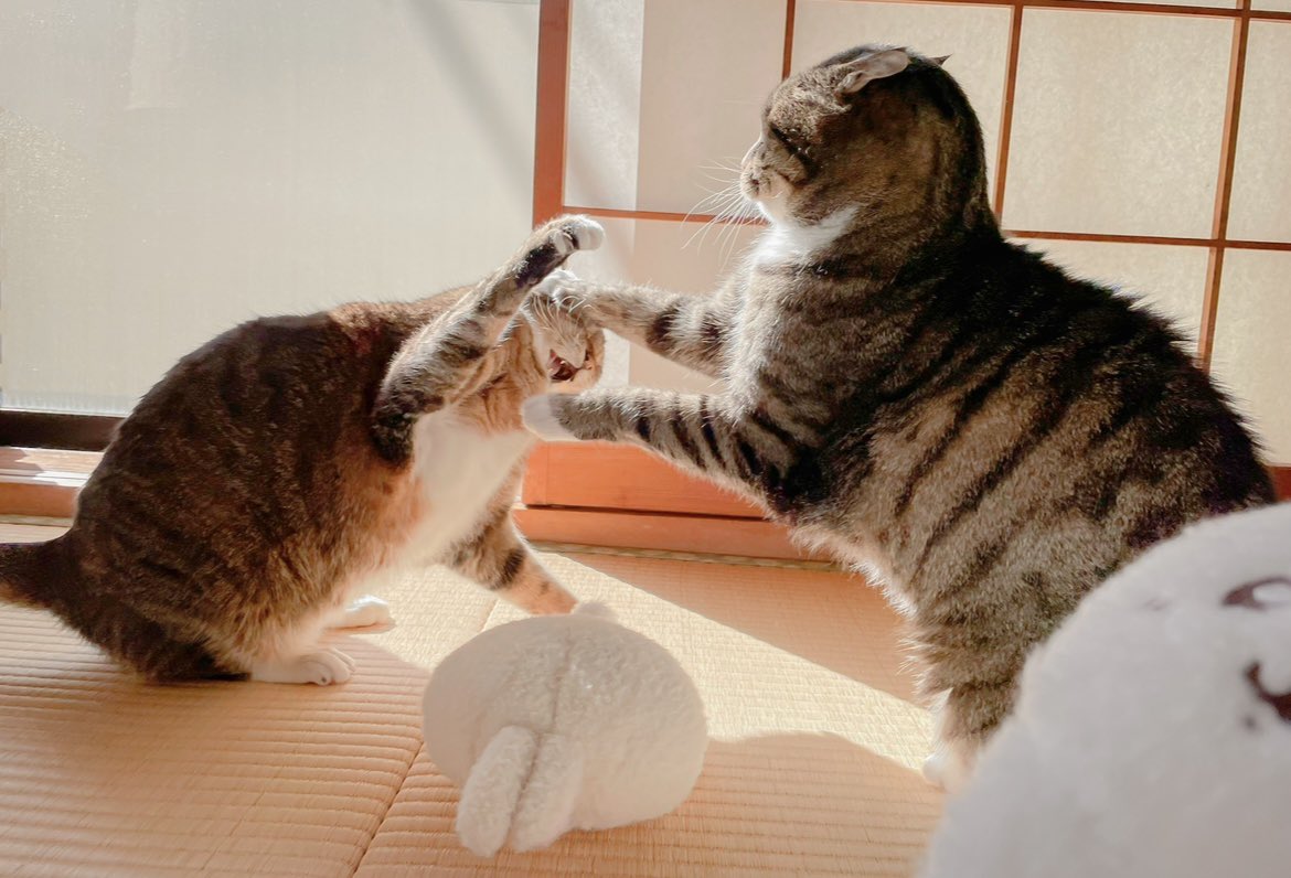 cay 🐈 tweet media