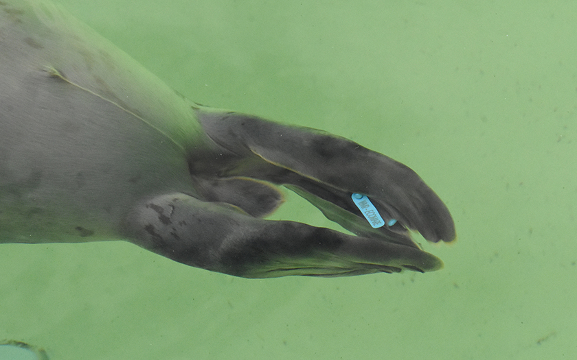 Een opgevangen zeehond verlaat ons niet zonder een flippermerk en onderhuidse chip. Daarmee is hij niet te volgen, maar blijft hij wel herkenbaar. Dierverzorger Gabrielle legt in haar weblog uit hoe dat zit:
ecomare.nl/verdiep/blog/w…
