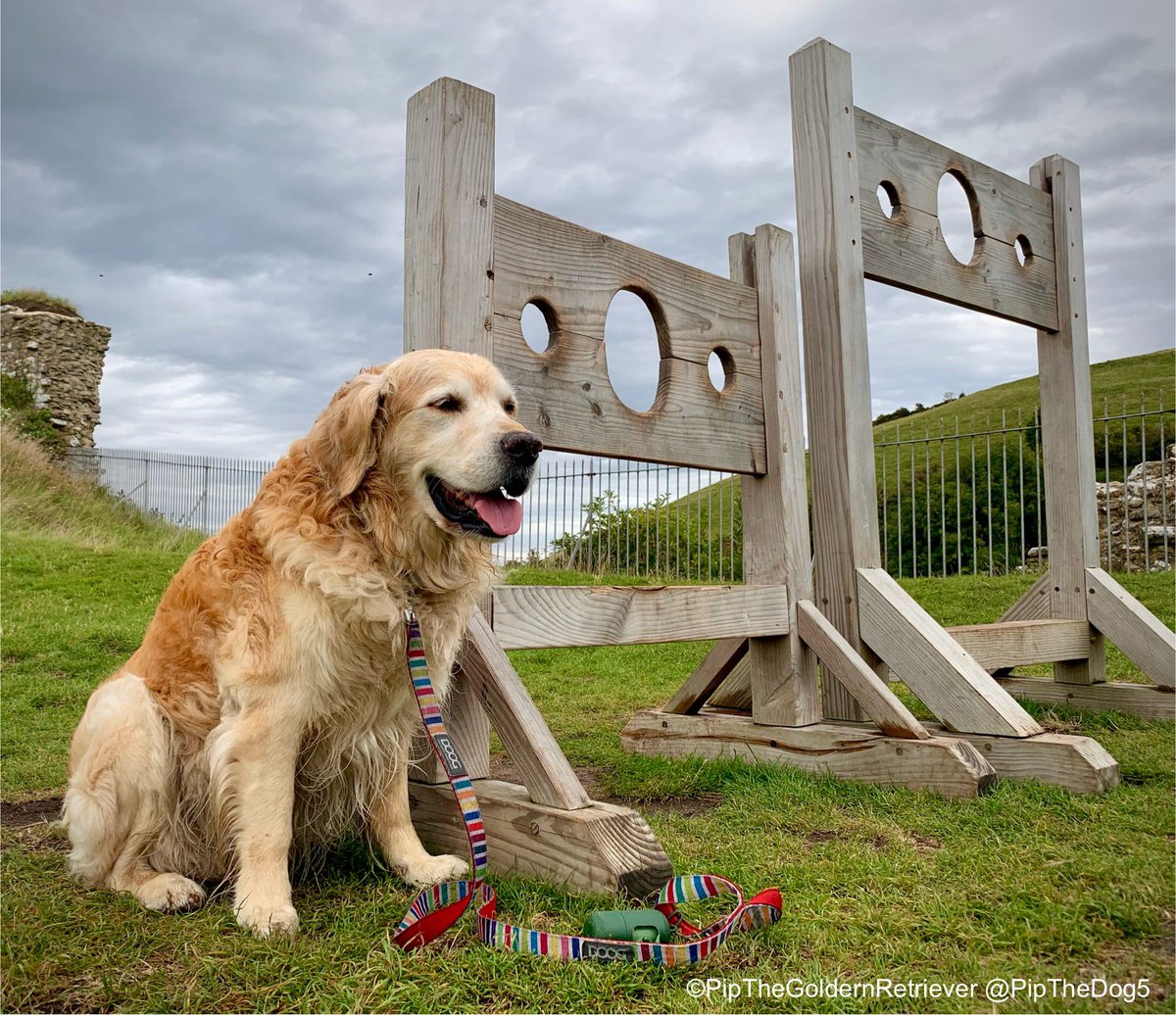 🏰🐶⛅️

From pillory to post.

A pic taken at #CorfeCastle in August 2023. #ThrowbackThursday. 

#GoldenRetrievers 🐕😀🐾