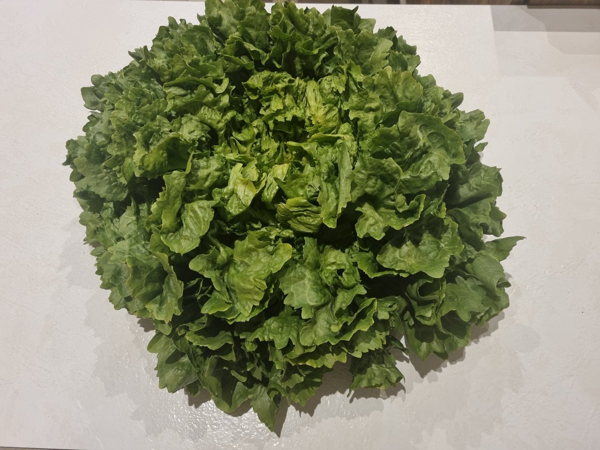 This is how you grow an insalata Carmela Calabrian style...one root, endless leaves #gardening #Calabria