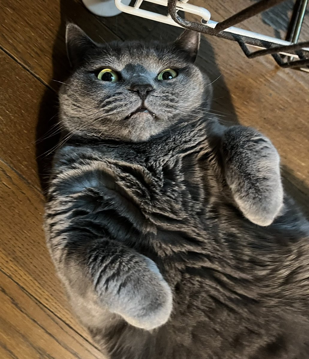 55goemonN's tweet photo. #猫の日2024
 #にゃんにゃんにゃんの日 
あなたと生きることができる幸せ♥️
ありがとにゃん❣️🐈‍⬛ https://t.co/juX03KfMJT
