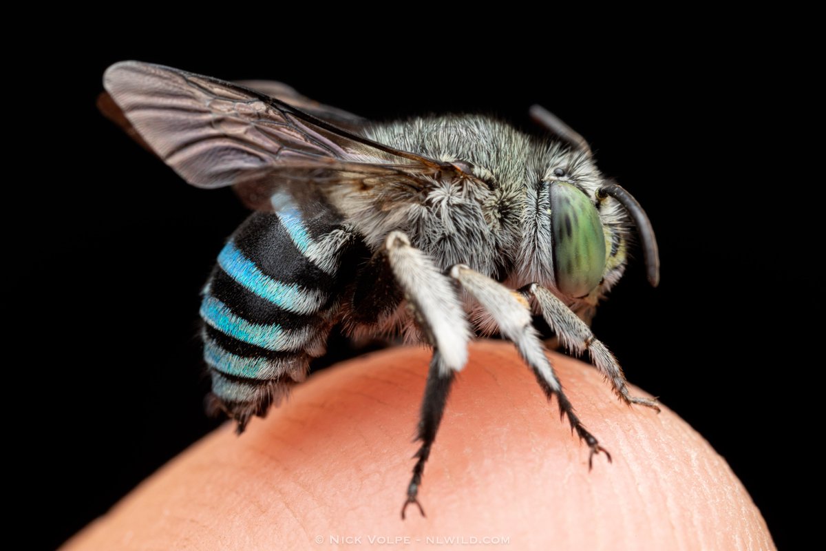 Behold, the beautiful Blue-banded Bee! 🐝💙

Sitting ever so delicately on my finger, it is a great opportunity to appreciate the hard-work these native bees do in pollinating and keeping our eco-systems healthy! 🌳

Have you ever been lucky enough to see a bee of the Amegilla