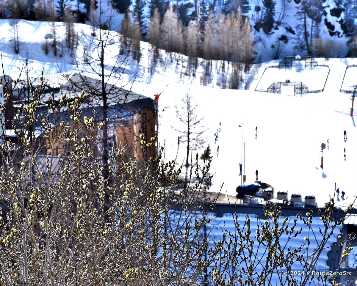 Autre signe du dérèglement climatique. Ces saules à chatons en fleurs un 20 février. La piste de ski que vous apercevez à l'arrière plan est à Isola 2000, donc à 2000 m d'altitude!

#Isola2000 #Mercantour #dereglementclimatique #GlobalWarming #AlpesMaritimes #NiceCotedAzur