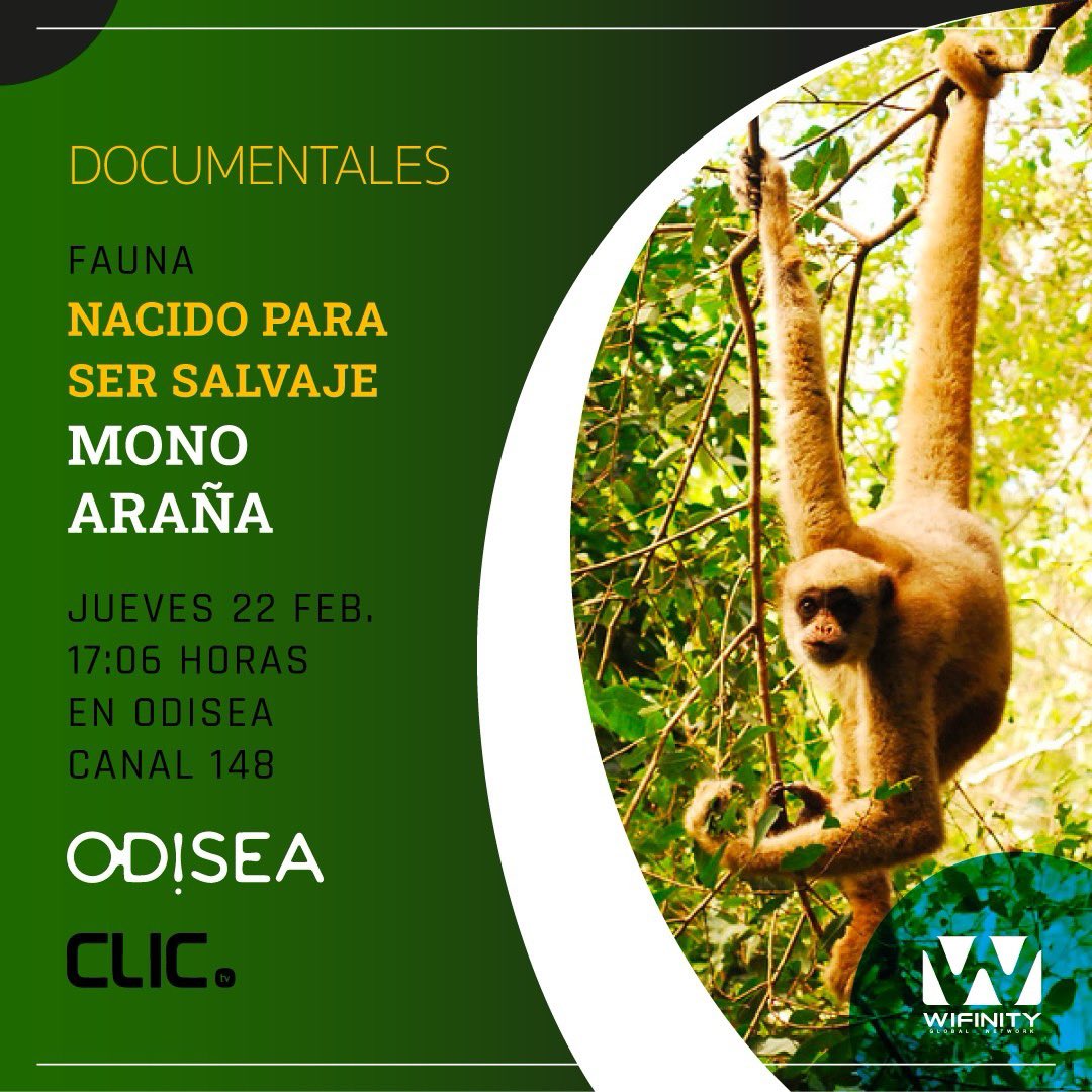 📺 Si te gustan los documentales… ¡Te gustará Wifinity!

Hoy, a partir de las 17:06 horas podréis disfrutar de ‘NACIDO PARA SER SALVAJE: MONO ARAÑA’ en Odisea, el Canal 148 de CLICtv con Wifinity.

#Wifinity