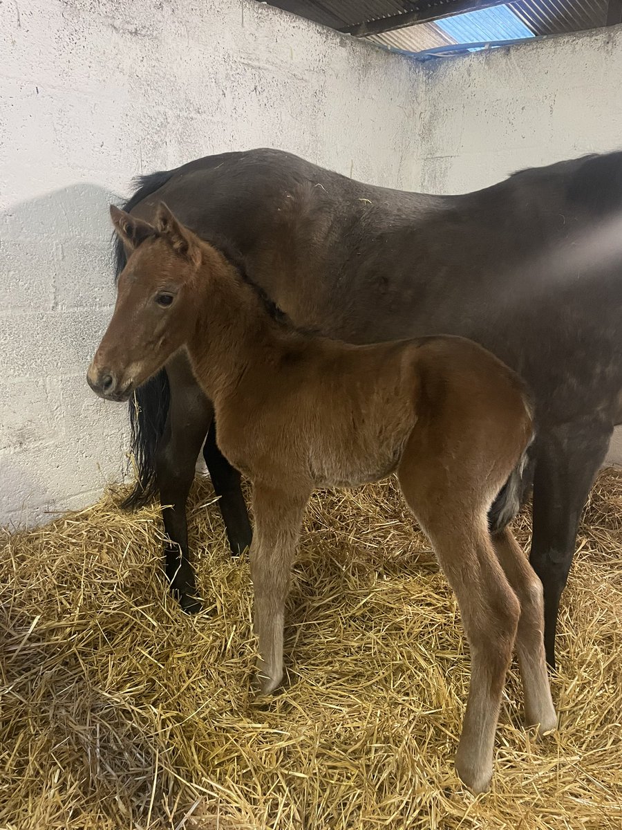 FionaHynds2's tweet photo. First foal of 2024 for us! Worth the 3 week wait for this lovely colt by workforce! #nhracing #smallbreeder #futurestar #p2p @KnockhouseStud https://t.co/OFS5anim4i