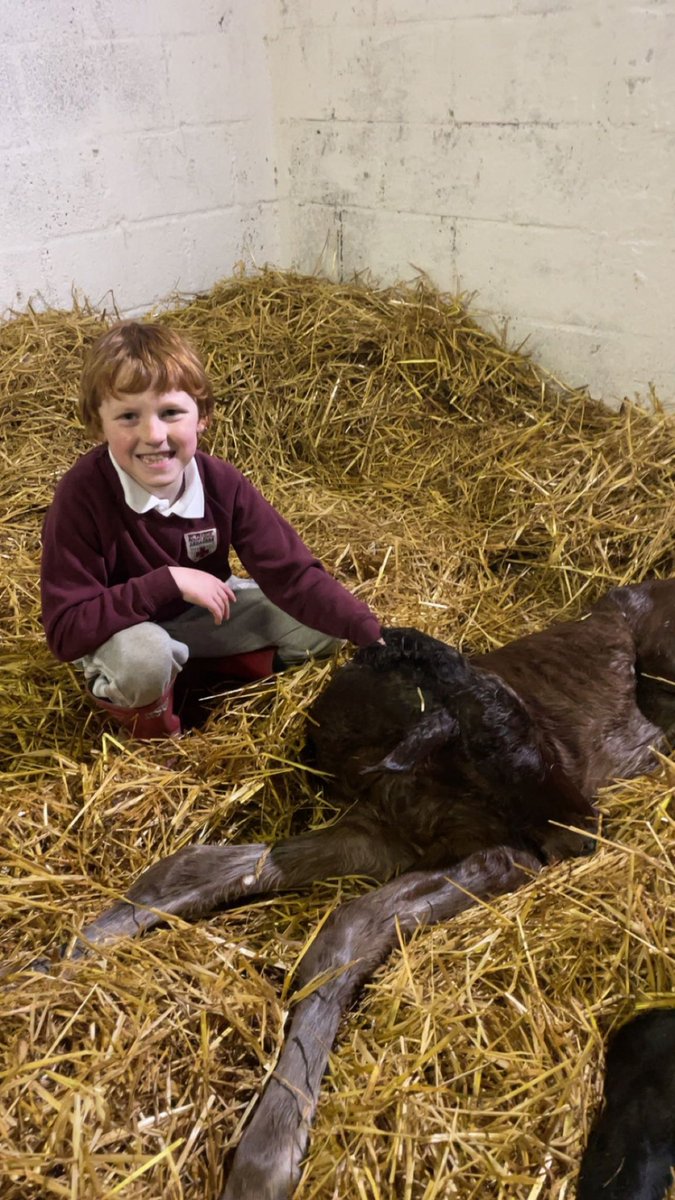 FionaHynds2's tweet photo. First foal of 2024 for us! Worth the 3 week wait for this lovely colt by workforce! #nhracing #smallbreeder #futurestar #p2p @KnockhouseStud https://t.co/OFS5anim4i