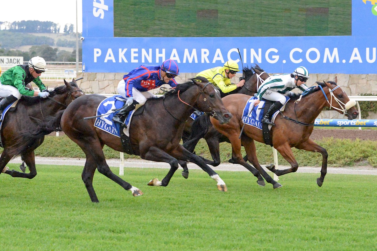 RolltheDiceRace's tweet photo. Another lovely 2YO in the RTD colours. Barbaric Lad gets a well deserved win @PakenhamRacing tonight. Thanks to @FreedmanRacing for placing this colt beautifully. He was selected by @rogersbstock & @FreedmanRacing π²ππ¨ #StartRolling #ruready2RTD #Brutal #thebeast #bestyettocome https://t.co/VfrAS1Y7Yv