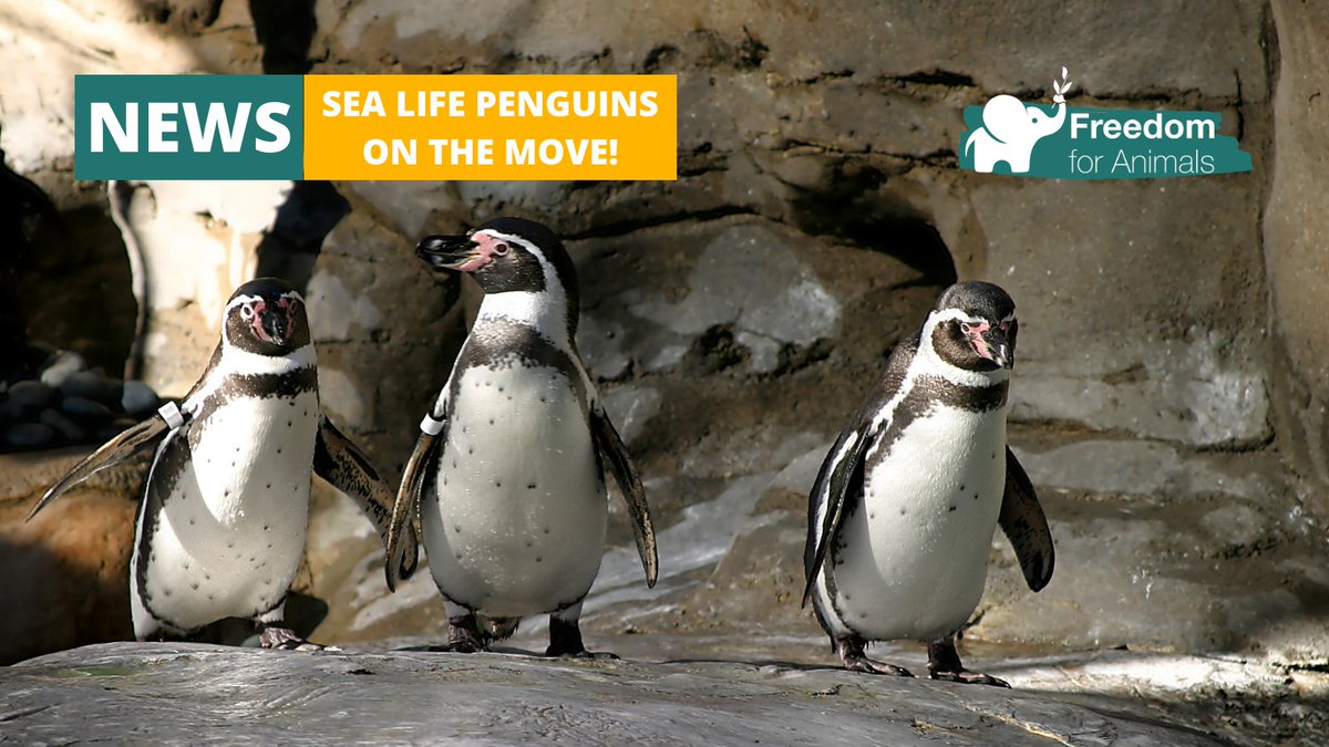 Five Sisters Zoo recently announced that the penguins they had relocated from Sea Life in Cornwall  'have integrated well'. We look behind the PR and the socials posts to show you the reality for Sea Life penguins. #ThanksButNoTanks #FreeTheFifteen  freedomforanimals.org.uk/sea-life-pengu…