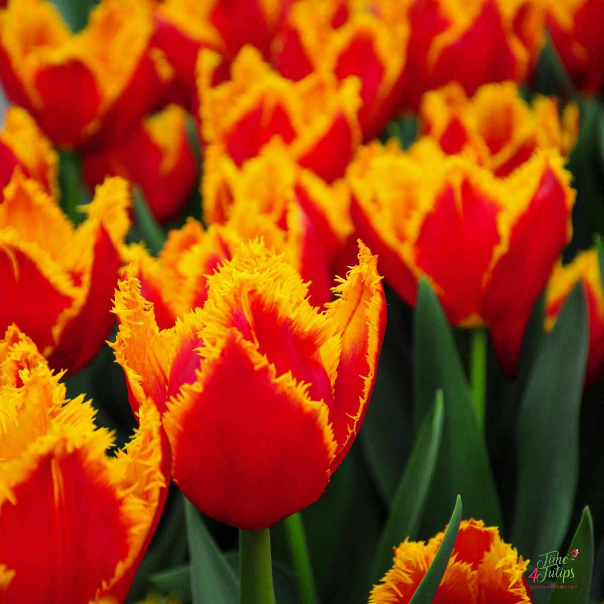 time4tulips's tweet photo. 🌷 Look at this one, graceful with her beautiful shaped flowers. The yellow fringes on the edge of the petals give her a exceptional appearance. Tulip Fabio, stunning with her lipstick red color. 

#time4tulips #amazingflowers #bestflowerspics #flowerlovers #gardening https://t.co/90xg33NOYT
