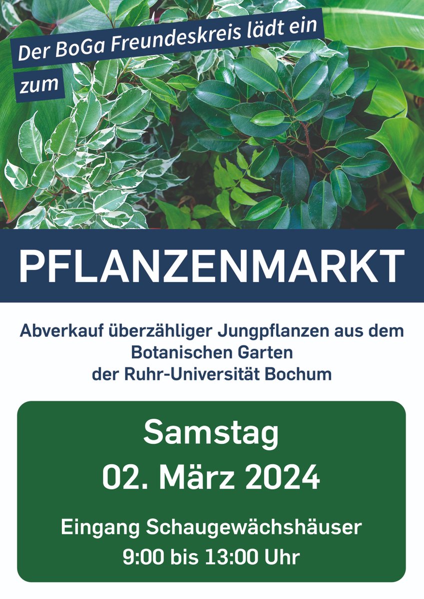 WolfgangStuppy's tweet image. Am Samstag, dem 02. März 2024 veranstaltet der Freundeskreis des Botanischen Garten der #ruhrunibochum den ersten "Pflanzenmarkt". Darunter sind tolle Hauspflanzen wie Farne, Anthurien, Philodendren und Tillandsien. Für jeden etwas!